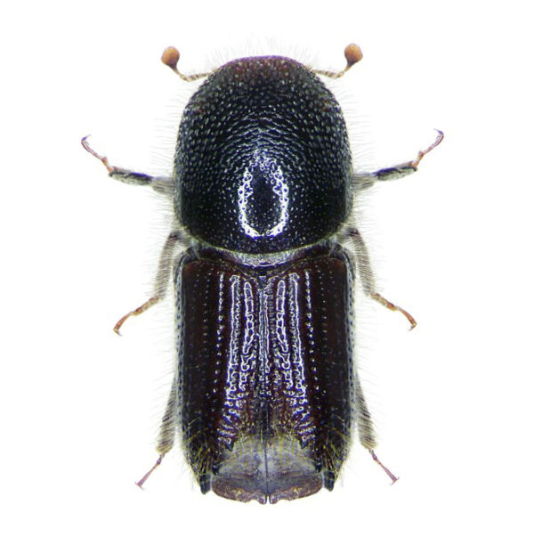 Feromoon, kuuse kooreüraskile, 5tk - Image 2